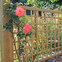 new trellis dividing fence for roses